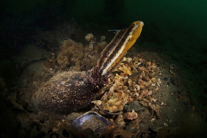 Brown Sabre-toothed Blenny, Chowder Bay by Doug Anderson 